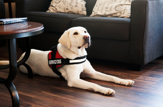 Can Diabetes Alert Dogs Help Sniff Out Low Blood Sugar?